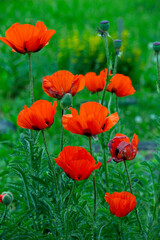 Blooming orange flower of oriental poppy on a green background macro photography on a summer day. Large papaver orientale with red petals close-up photo in summertime.