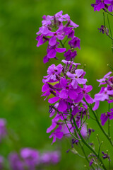 Purple blossom garden phlox macro photography on a summer day. Lilac little flowers close-up photo in the summer garden. A flowering plant with delicate violet buds on a dark green background.