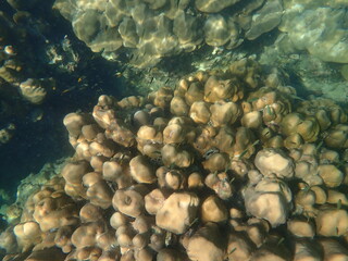 Fototapeta premium タイ クラダン島の魚