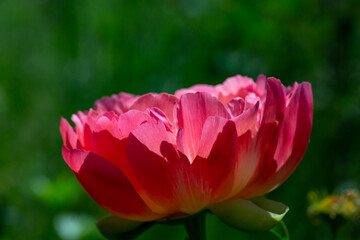 Blossom pink peony flower on a summer sunny day macro photography. Garden fluffy peony with pink petals in the summer close-up photo. Big paeony flower on a green background nature wallpaper.