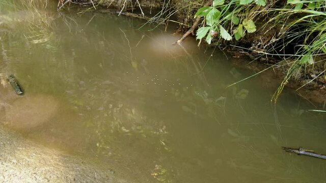 Whirligig beetle (Gyrinus natator) swimming in river, aquatic bugs gyrating on water surface