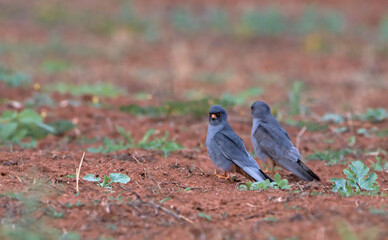 Red-footed Falcon (Falco vespertinus), Greece