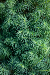 Coniferous tree branch on a spring sunny day macro photography. Green pine needles in sunlight close-up photo.