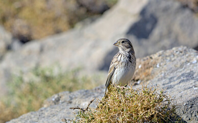 Corn Bunting - Miliaria calandra, Crete, Greece