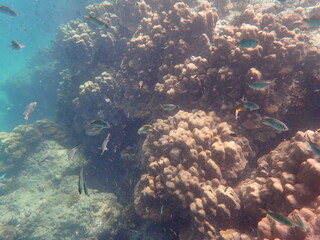 タイ　クラダン島の魚