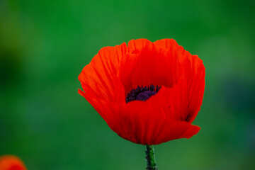 Fototapeta premium Blooming orange flower of oriental poppy on a green background macro photography on a summer day. Large papaver orientale with red petals close-up photo in summertime.