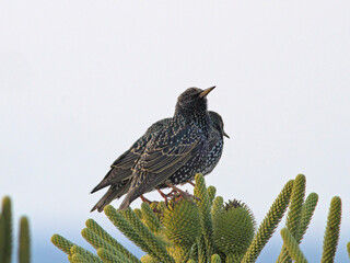 Starling - Sturnus vulgaris, Greece