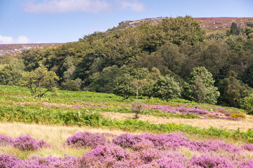 Derbyshire UK – 20 Aug 2020: The Peak District landscape is most beautiful in August when flowering heathers turn the countryside pink, Longshaw Estate
