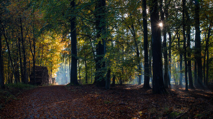 Goldener Herbst mit schöner Laubfärbung im Wald zur Erholung im Oktober
