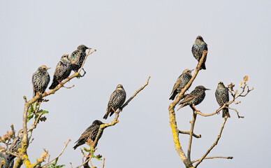 Starlings perched (Sturnus vulgaris), Greece