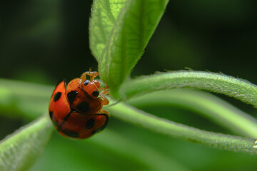 Seven -spotted ladybugs perched on grass tops for food
