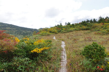 森吉山のトレイル