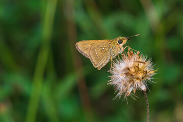 Obraz premium the butterfly is perching on the flower to find food