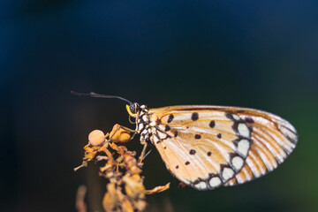 the butterfly is perching on the flower to find food