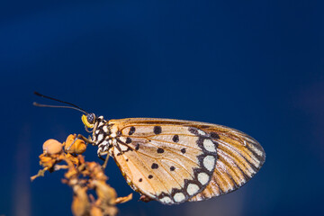 the butterfly is perching on the flower to find food