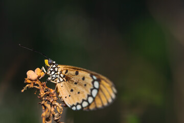 Fototapeta premium the butterfly is perching on the flower to find food