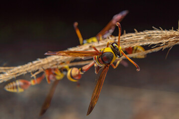 the yellow jacket is perched on the grass taken at close range