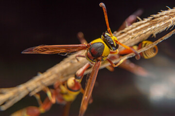 the yellow jacket is perched on the grass taken at close range