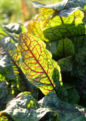 Decorative chard leaf (Bēta vulgāris) against the sun, shooting against the light, selective focus, vertical orientation.