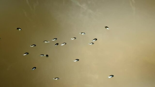 Whirligig beetle (Gyrinus natator) swimming in river, aquatic bugs gyrating on water surface