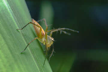 little spider eating fly
taken at close range