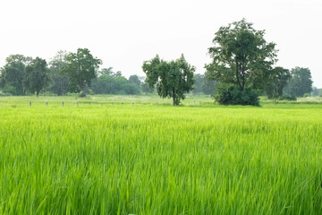 green rice fields, green rice in morning background concept