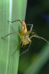 little spider eating fly
taken at close range