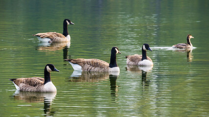Group of canada geese on lake, symmetrical reflections in water
