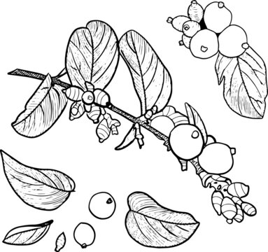 Set of branche of snowberry (Symphoricarpos albus) with berries, leafs.
