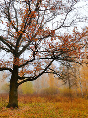 Obraz premium tree in autumn