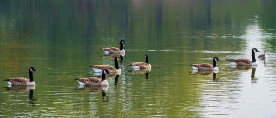 Flock of canada geese on lake, reflections on green water surface © Gabdulvachit