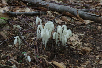ギンリョウソウ