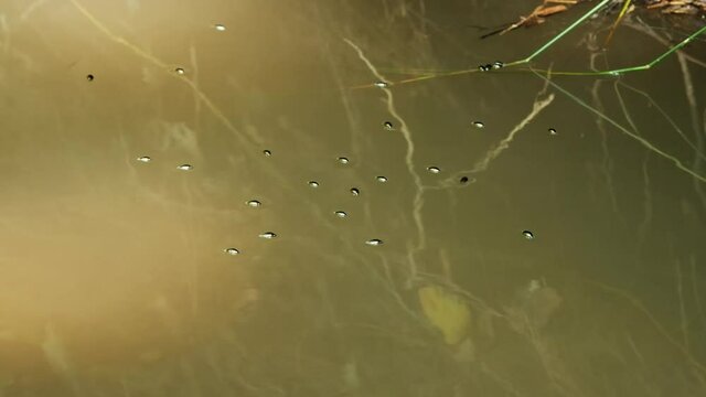Whirligig beetle (Gyrinus natator) swimming in river, aquatic bugs gyrating on water surface