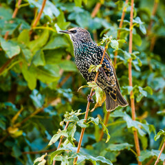 Starling perching on the branch among green leaves
