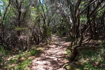 Path inside the shadows of the dense forest in Erimitis, Corfu, Greece
