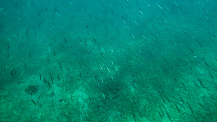 Fish near rocks under water. Marine vegetation in Adriatic Sea. Dalmatia. Croatia. Europe