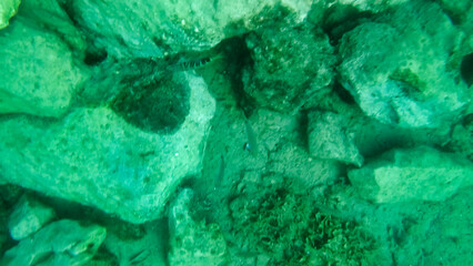 Fototapeta na wymiar Fish near rocks under water. Marine vegetation in Adriatic Sea. Dalmatia. Croatia. Europe 