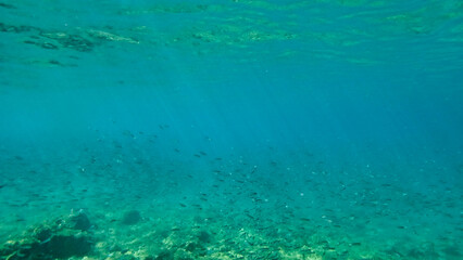 A flock of fish near the bottom. Marine vegetation in Adriatic Sea. Sun rays underwater. Dalmatia. Croatia. Europe	