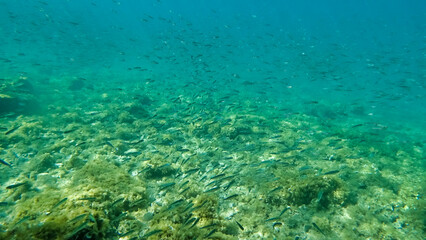 Naklejka na ściany i meble A flock of fish near the bottom. Marine vegetation in Adriatic Sea. Dalmatia. Croatia. Europe 