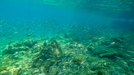 Naklejka na ściany i meble A flock of fish near the bottom. Marine vegetation in Adriatic Sea. Dalmatia. Croatia. Europe 