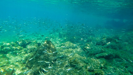 Fototapeta na wymiar A flock of fish near the bottom. Marine vegetation in Adriatic Sea. Dalmatia. Croatia. Europe 
