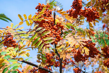autumn leaves on blue sky