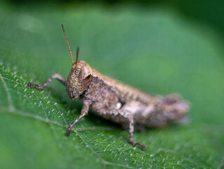 grasshopper