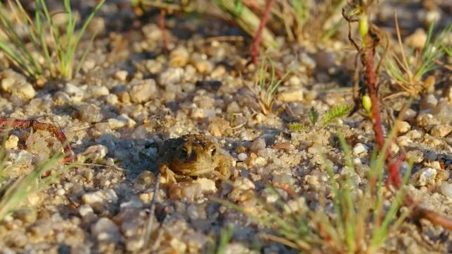 Natterjack toad (Epidalea calamita) in sand, juvenile baby frog in quarry