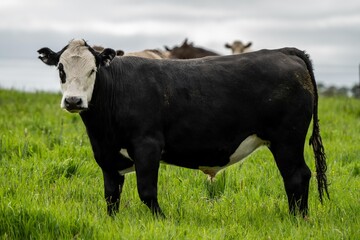 cows in field grazing on grass in Australia, on a farming ranch. Cattle eating hay and silage....