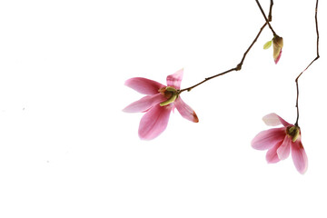Naklejka na ściany i meble Beautiful view of red magnolia flower