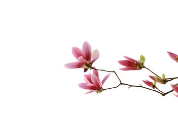 Obraz premium Beautiful view of red magnolia flower