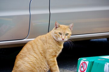 野良猫