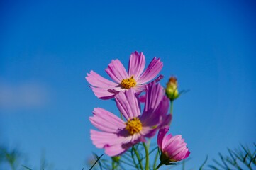コスモス