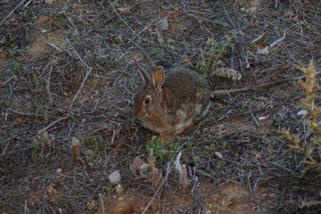 Conejo de campo 